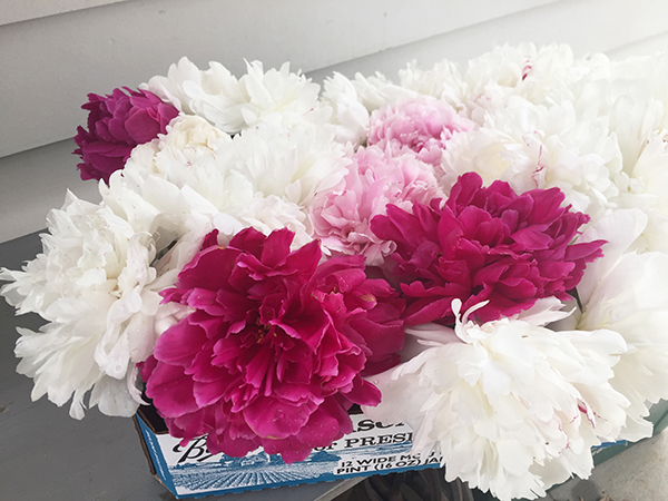 7 Simple Tips for Growing Perfect Peonies